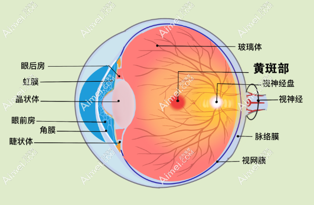 光凝封閉法視網(wǎng)膜脫落手術(shù)費(fèi)用大概5000元起