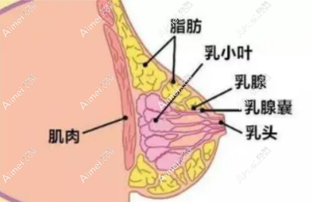刘成胜脂肪丰胸 刘成胜脂肪丰胸