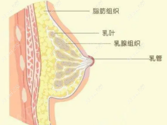 刘成胜医生脂肪隆胸 刘成胜医生脂肪隆胸