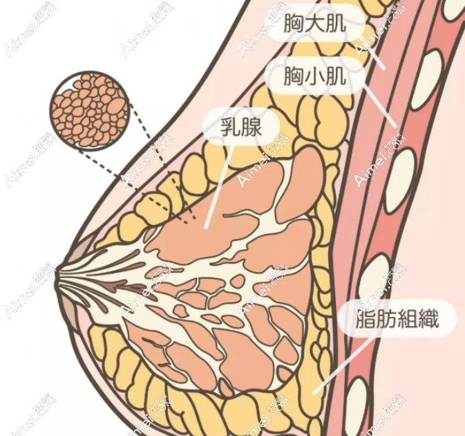 刘成胜脂肪丰胸 刘成胜脂肪丰胸