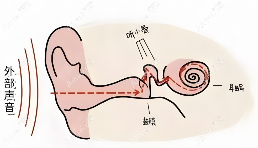 耳部形态www.aimei.com