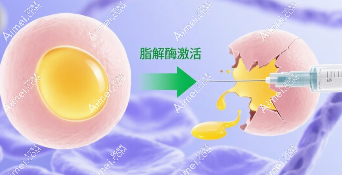 认准合规有批文的溶脂针