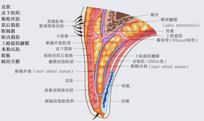 武汉曾佳双眼皮在哪家医院