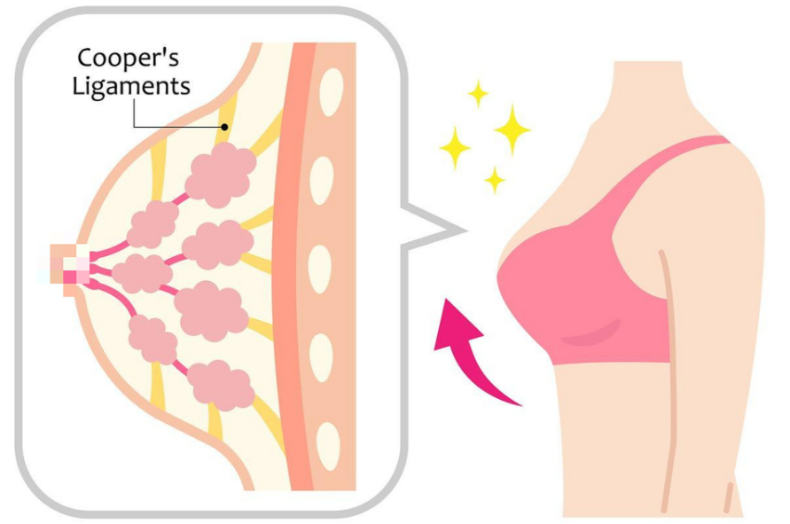 广州乳房悬吊手术医生排名