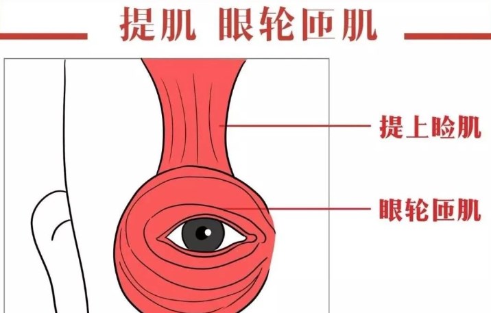 2025年当下外眼角手术实例疗效分析
