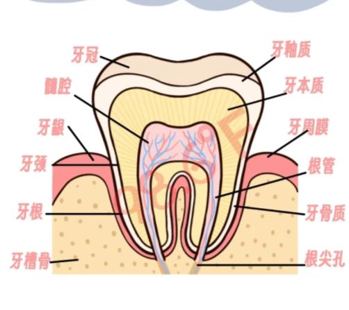 牙骨质临床图片高清能看清什么?是正常牙骨质的结构