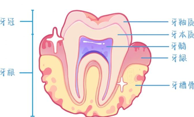 牙骨质3类常见病理表现及高清图片解读
