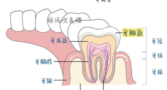 牙骨质的结构特点与临床意义解析
