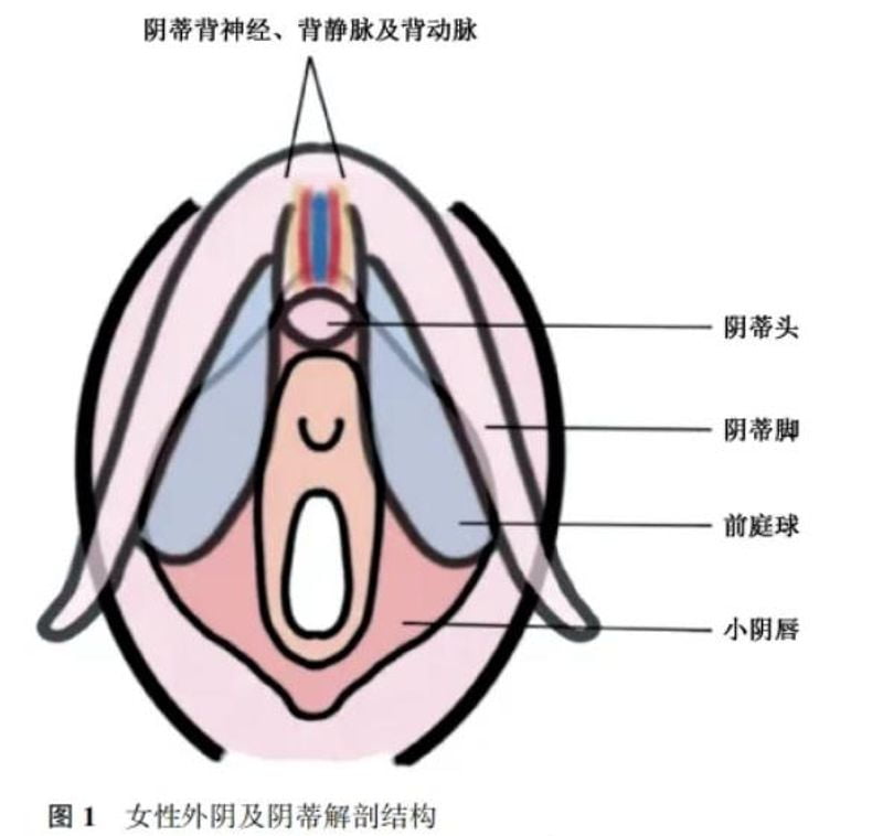 三、深度剖析:关于付丹凤医生技术与风格的实地打探信息